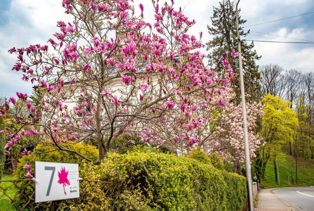 Szlak Kwitnącej Magnolii